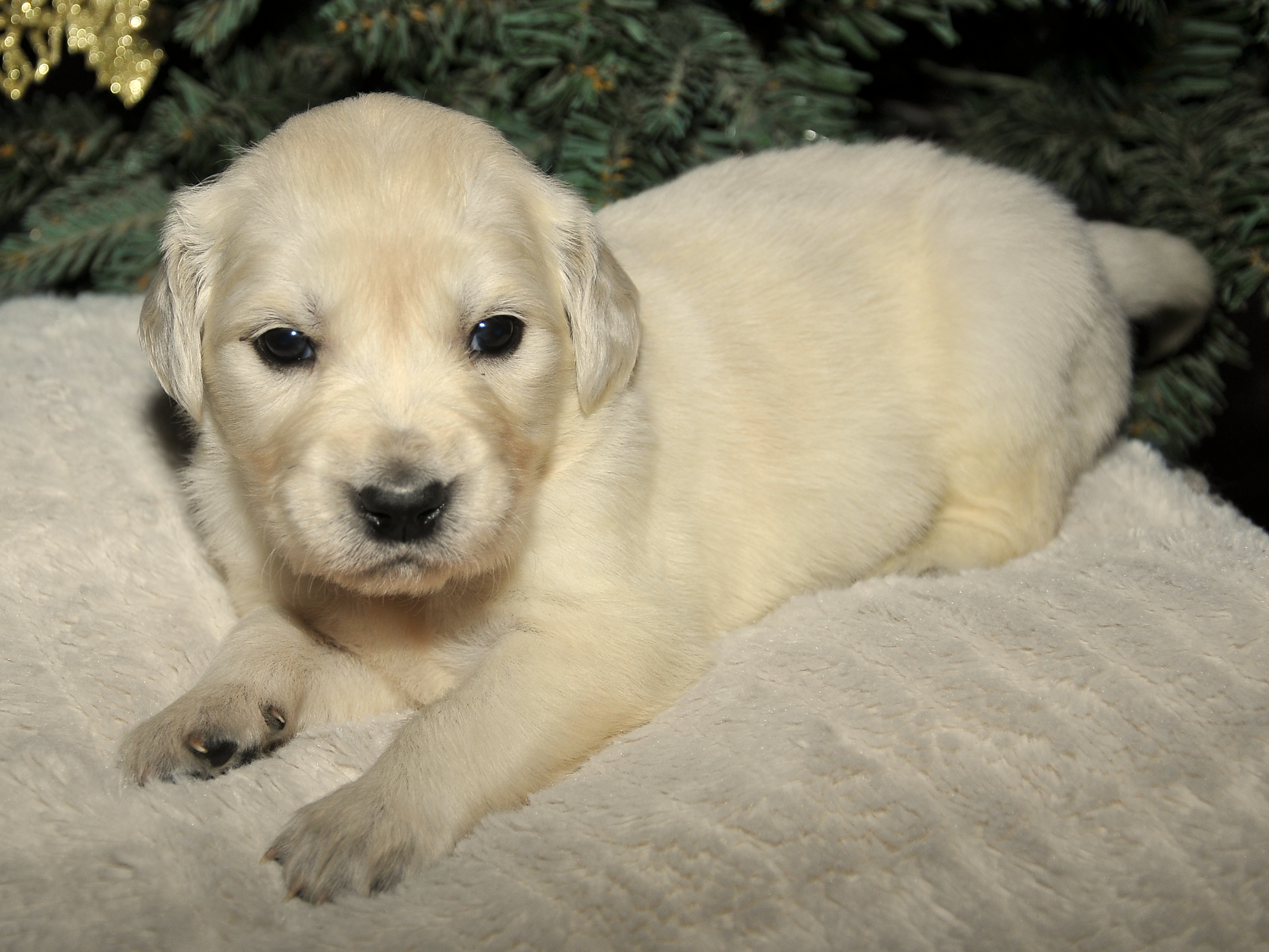 Third photo of Stella, a cute Golden Retriever puppy.